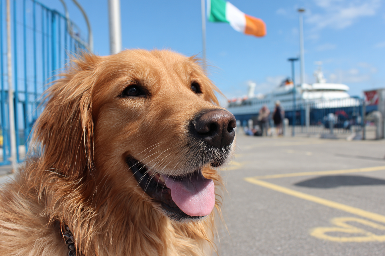 Mit dem Hund nach Irland