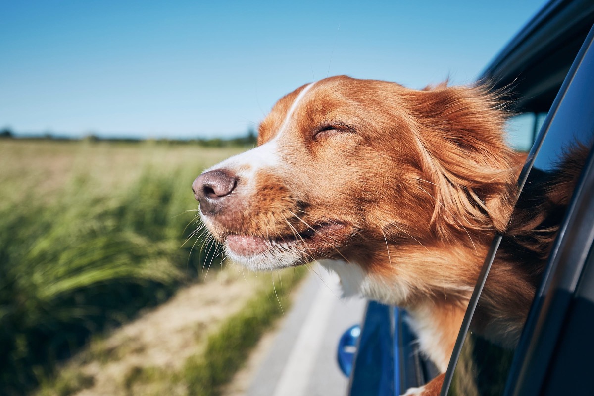 Hund an Bord der Fähre nach Irland